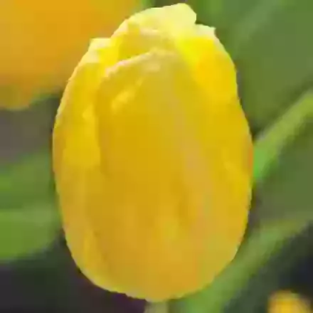 Sunny Prince